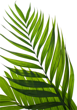 palm-sunday-00