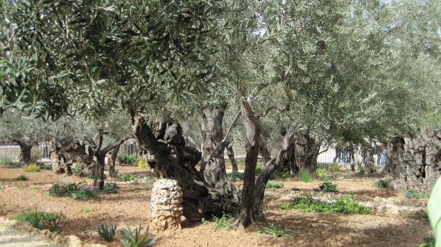 Garden of Gethsemane 07 (New Shoots).jpg
